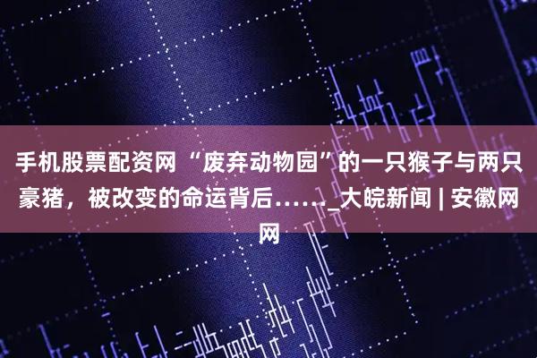 手机股票配资网 “废弃动物园”的一只猴子与两只豪猪，被改变的命运背后……_大皖新闻 | 安徽网