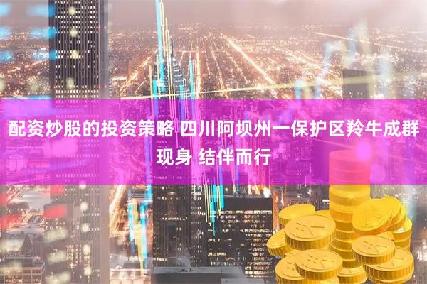 配资炒股的投资策略 四川阿坝州一保护区羚牛成群现身 结伴而行